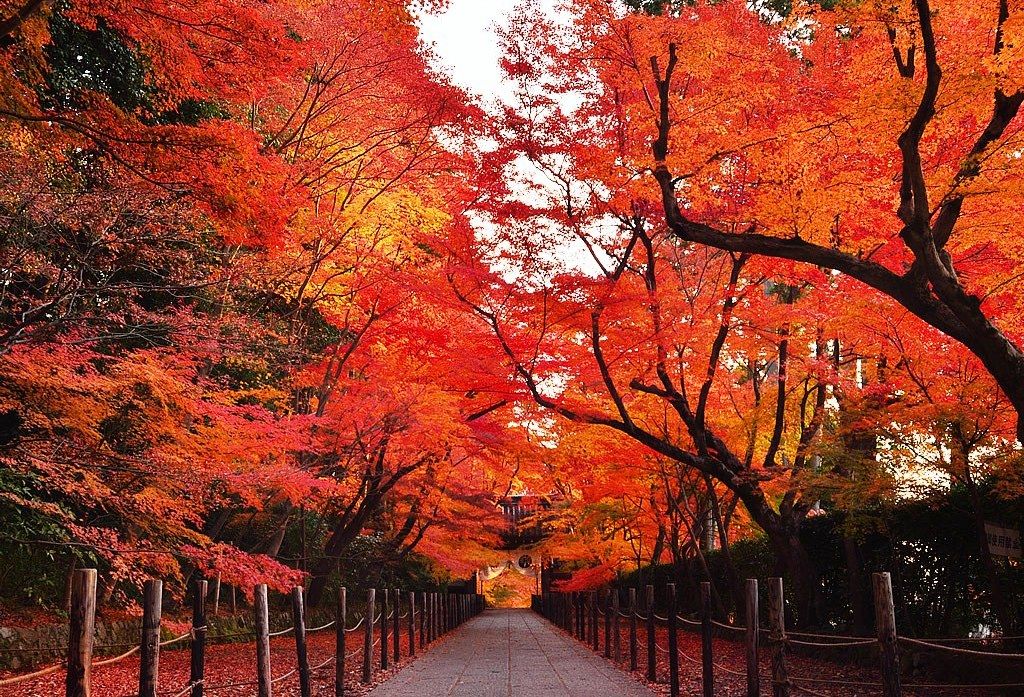京都の穴場のオススメ紅葉スポット 光明寺 をご紹介 Woo ウー ページ 2