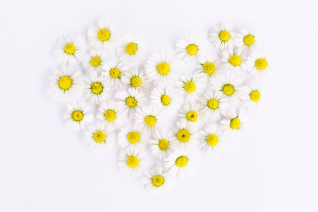daisy-heart-daisy-heart-love-159077