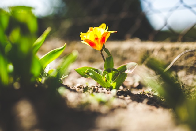 yellow-spring-flower-closeup-6447